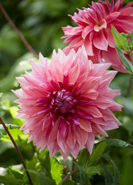 Dahlia Dekorativ Penhill Dark Monarch 1-pack