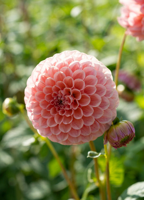 Dahlia Pompon Linda's Baby 1-pakning