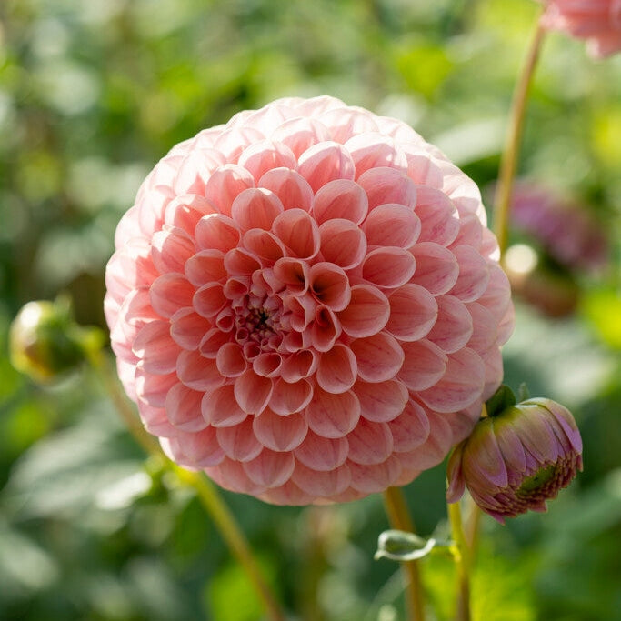 Dahlia Pompon Linda's Baby 1-pakke