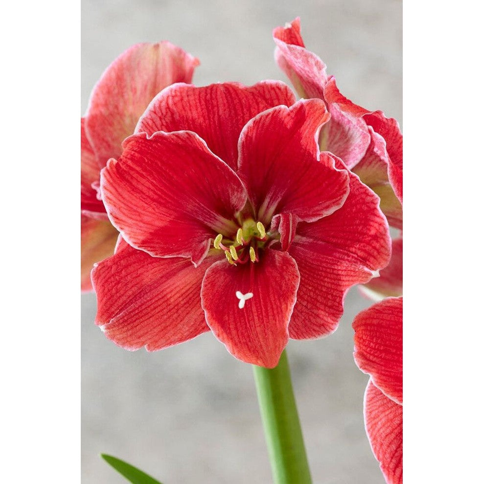 Amaryllis-Hippeastrum 'Magical Touch' 1-pakning