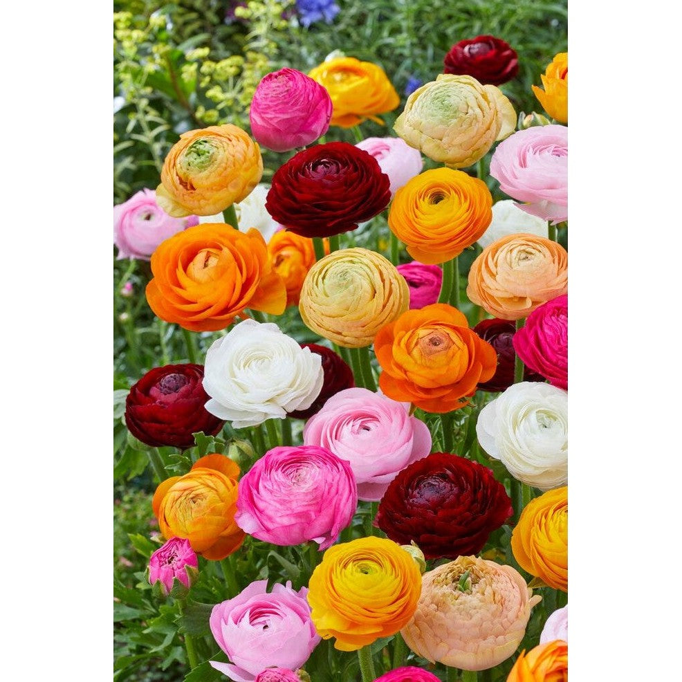 Bukett-ranunkel - Ranunculus asiaticus 'Mixed' 10-pakning