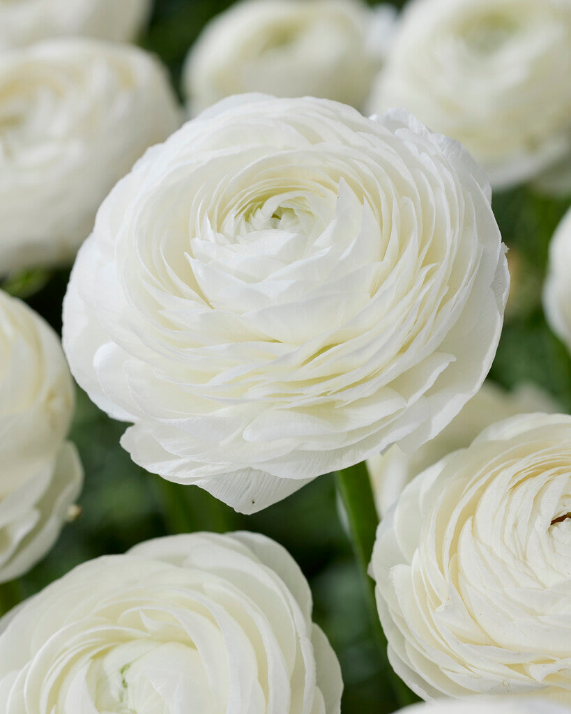 Bukett ranunculus-Ranunculus Hvit 10-pakning