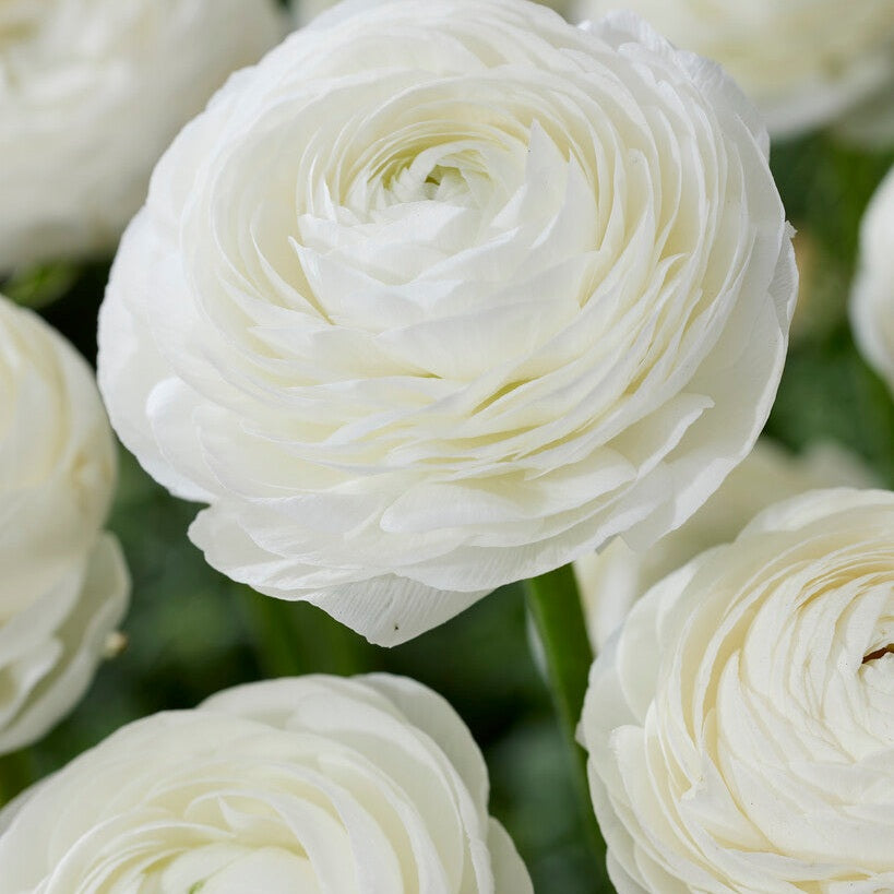 Bukettranunkel-Ranunculus White 10-pakning