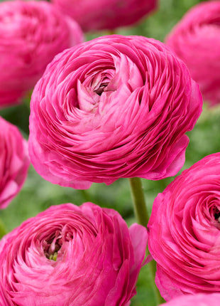 Bukett ranunculus-Ranunculus Rosa 10-pak