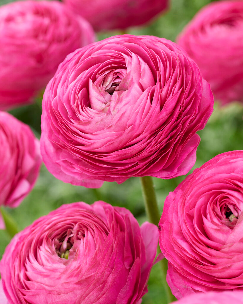 Bukett ranunculus-Ranunculus Rosa 10-pak