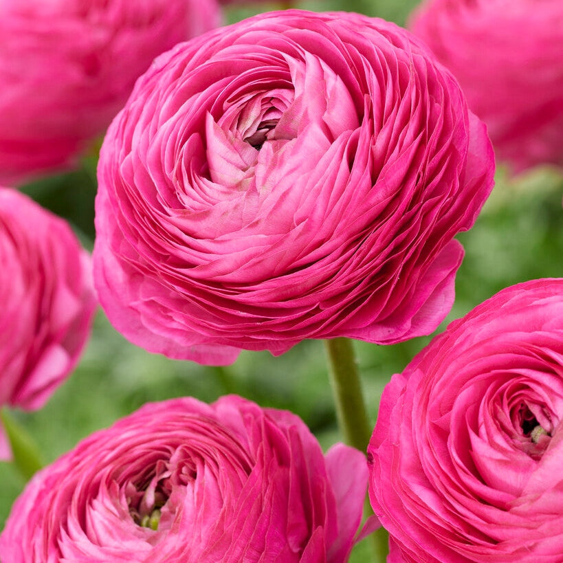 Bukettranunkel-Ranunculus Pink 10-pakning