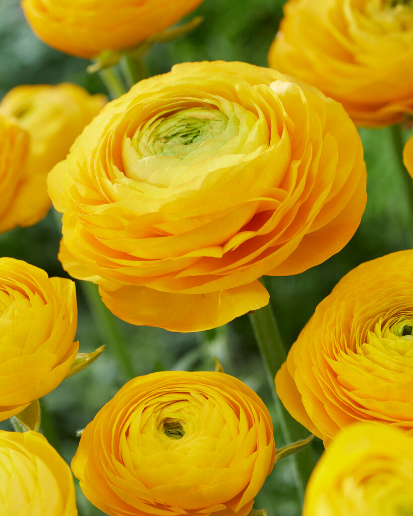 Ranunculus Gul 10-pakning