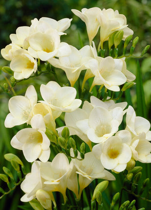 Freesia-Single White 15-pakning