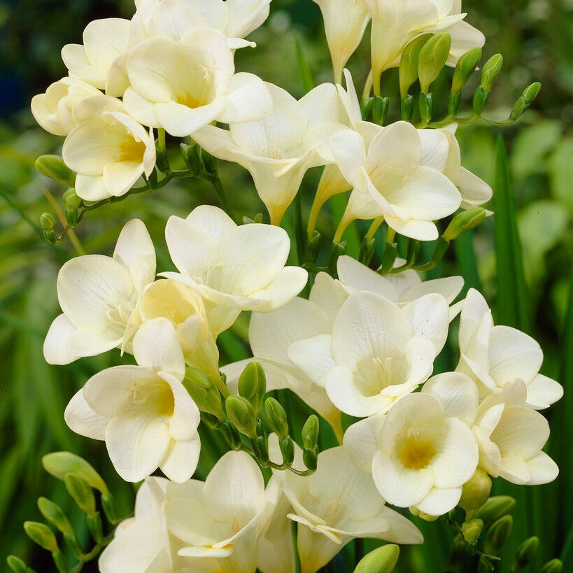 Freesia-Single White 15 -pakke