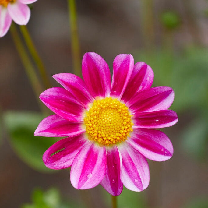 Dahlia Special Sweetheart 1-pakning