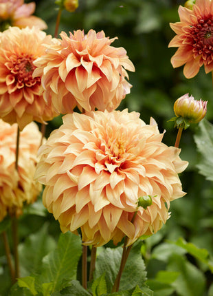 Dahlia Dekorativ Great Hercules 1-pack