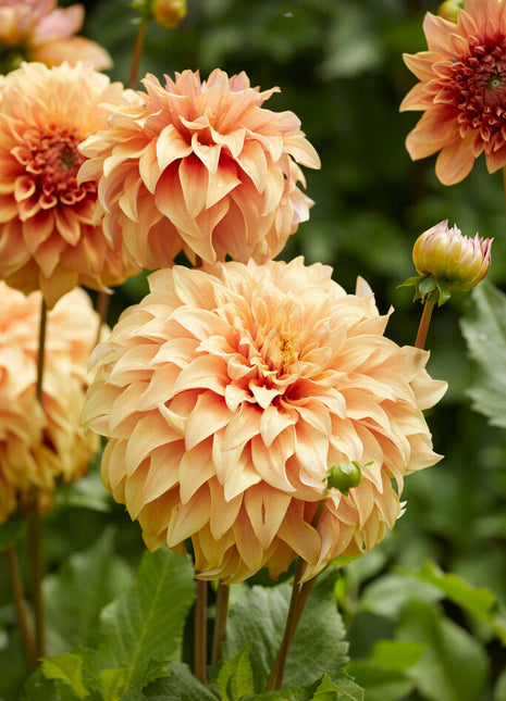 Dahlia Dekorativ Great Hercules 1-pack