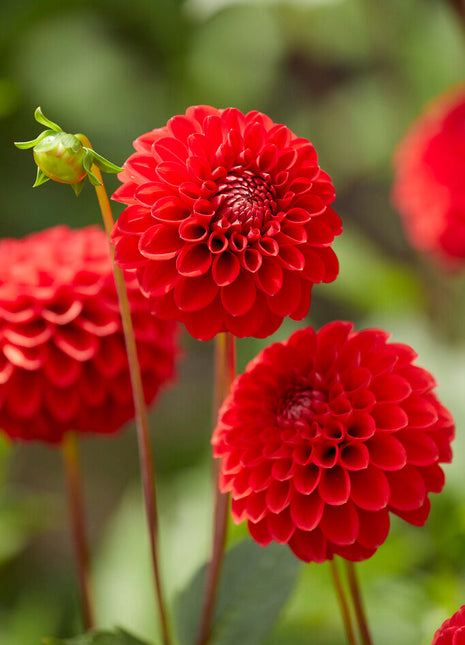 Dahlia Boll Red Cap 1-pack