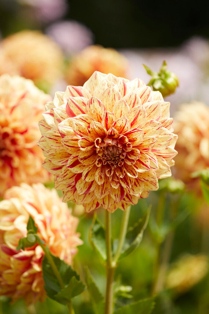 Dahlia Dekorativ Gloriosa 1-pakning NYHET