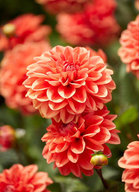 Dahlia Border Orange Nugget 1-pakning