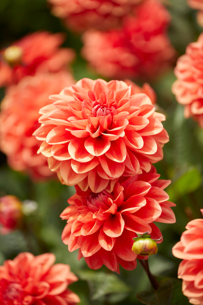 Dahlia Border Orange Nugget 1-pakning