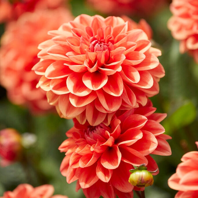 Dahlia Border Oransje Nugget 1-pakke