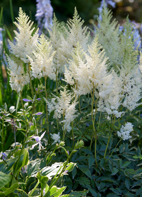 Astilbe Hvit 1-pakning