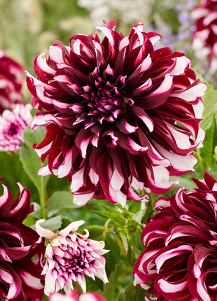 Dahlia Dekorativ Tartan 1-pack