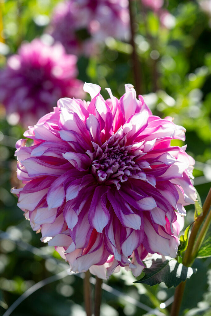 Dahlia Dekorativ Radegast 1-pakning NYHET