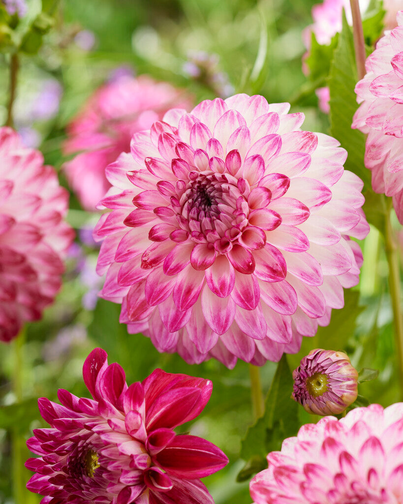 Dahlia Dekorativ Caproz Pizzazz 1-pakning NYHET