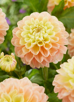 Dahlia Dekorativ Honey Dew 1-pakning NYHET