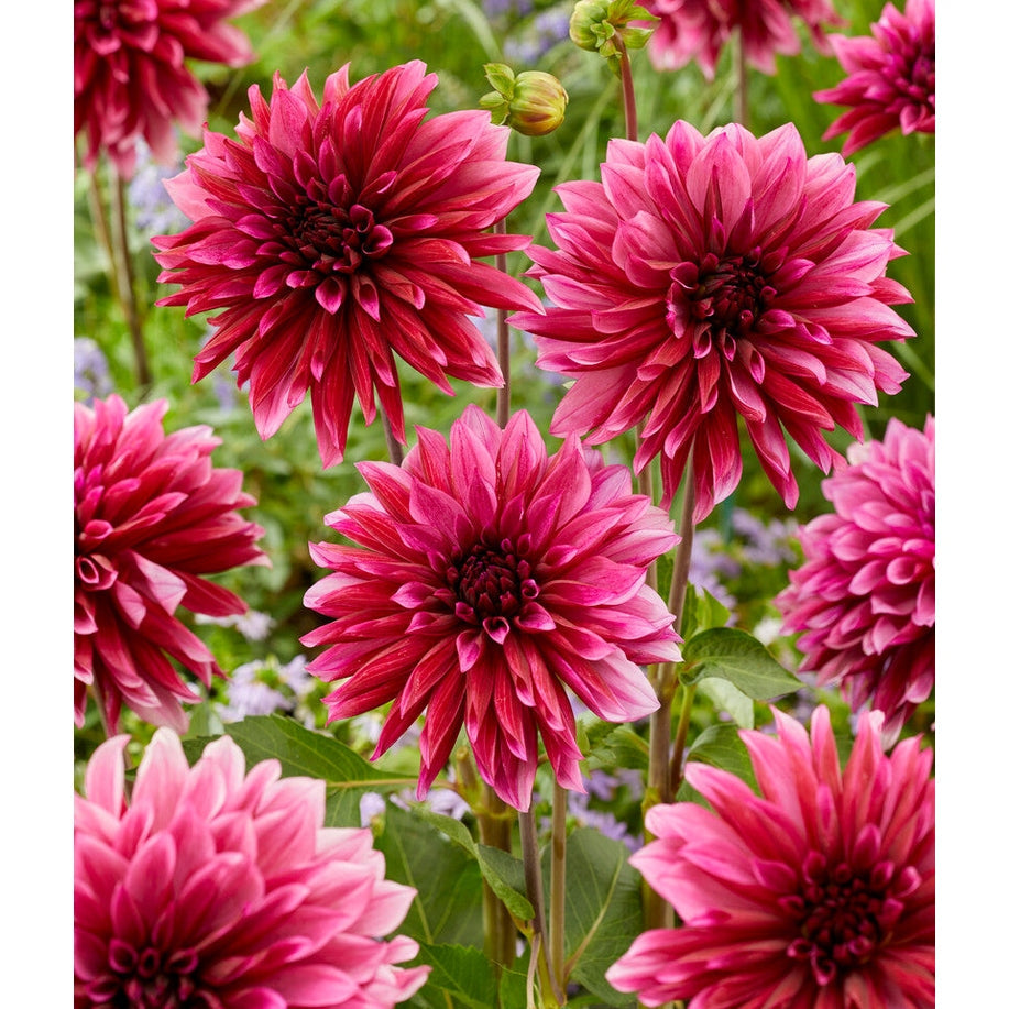 Dahlia Tanita Dekorativ 1-pak NYHET