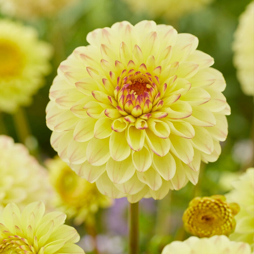 Dahlia Boll Isa Favourite 1-pak NYHET