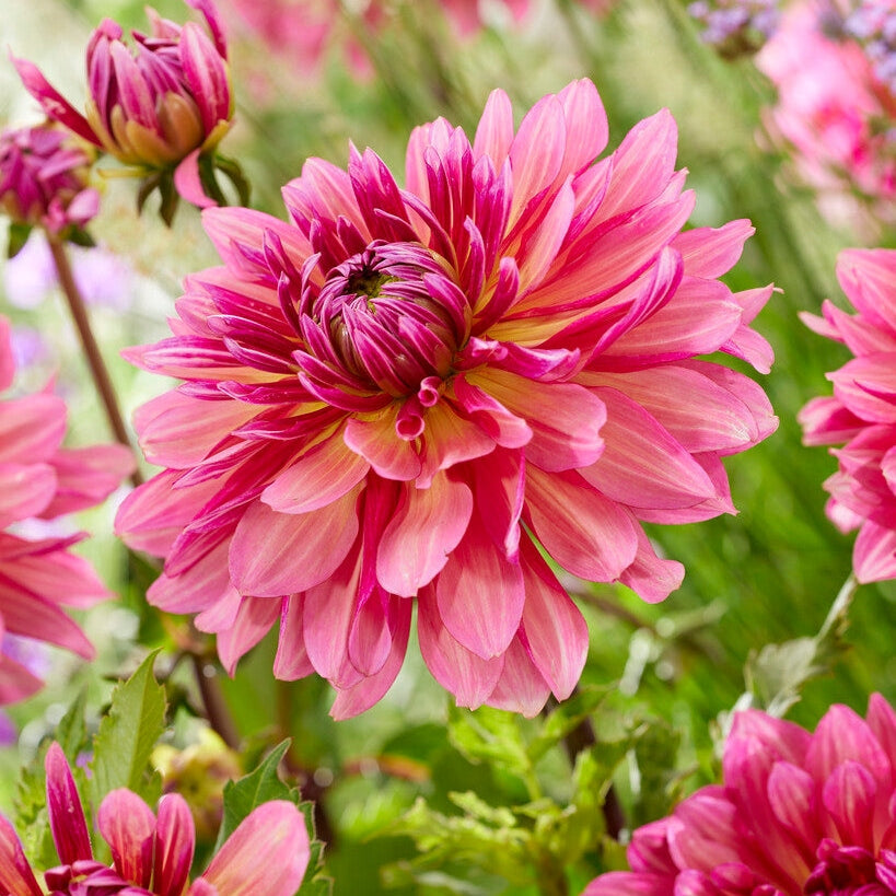 Dahlia Cactus Missis Dutch 1-pakke