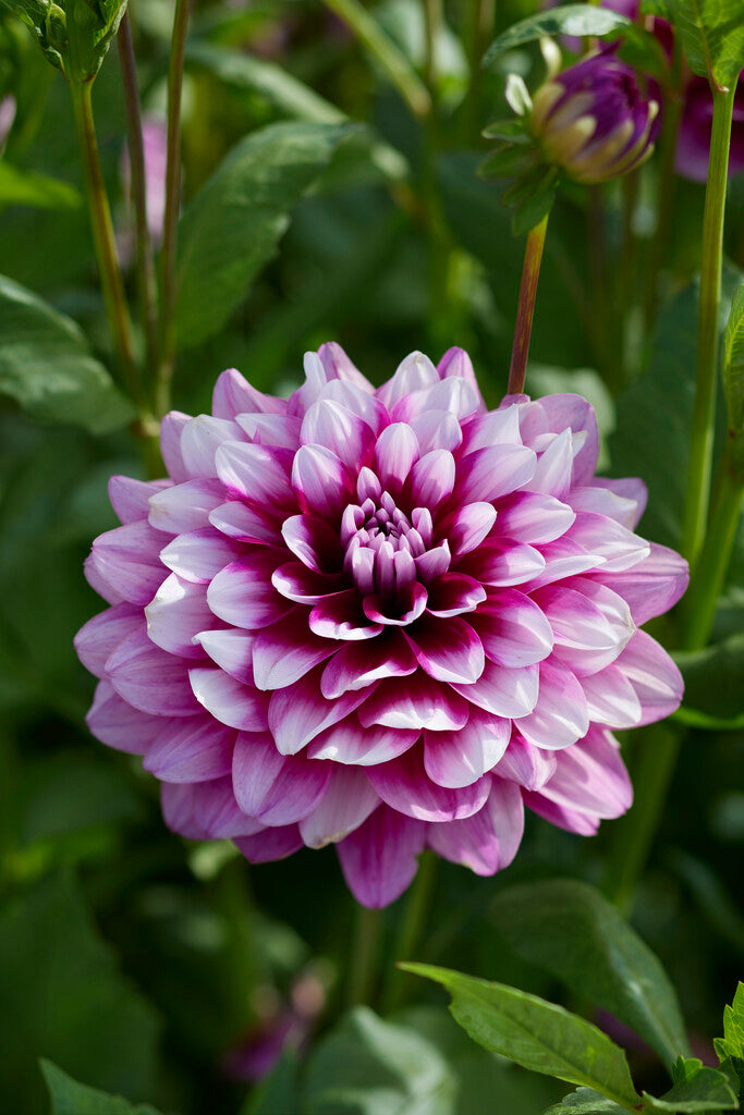 Dahlia Dekorativ Patches 1-pack
