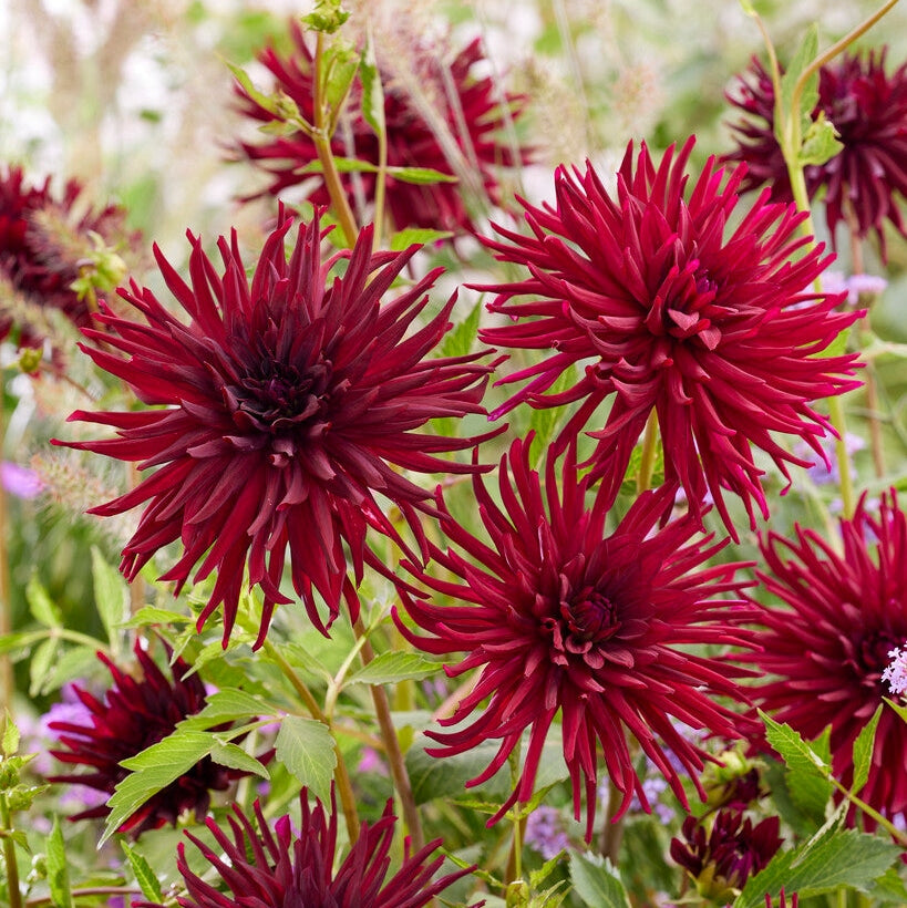 Dahlia Cactus Black Narcissus 1-pakke