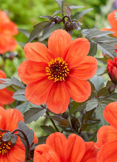 Dahlia Border Bishop of Oxford 1-pakning