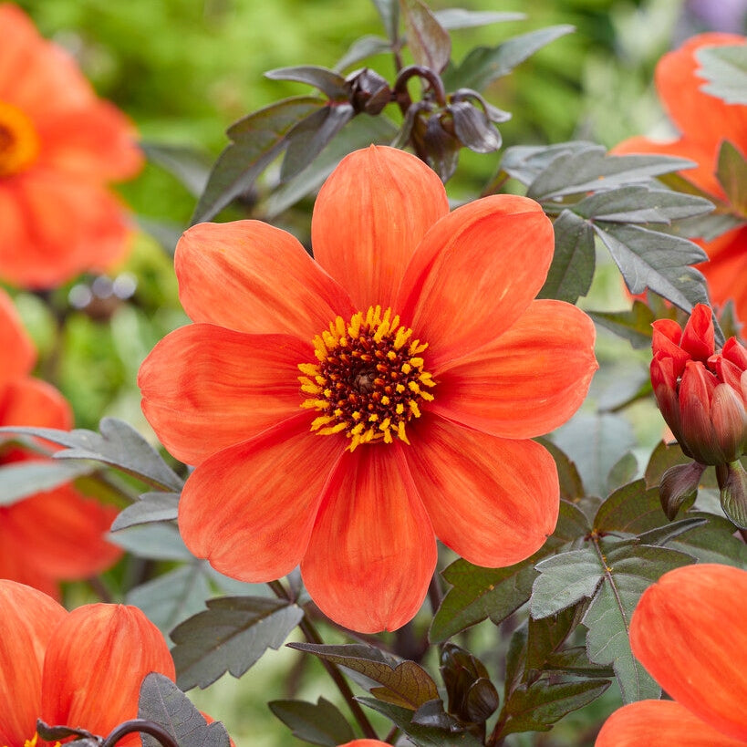 Dahlia Border Bishop of Oxford 1-pakke