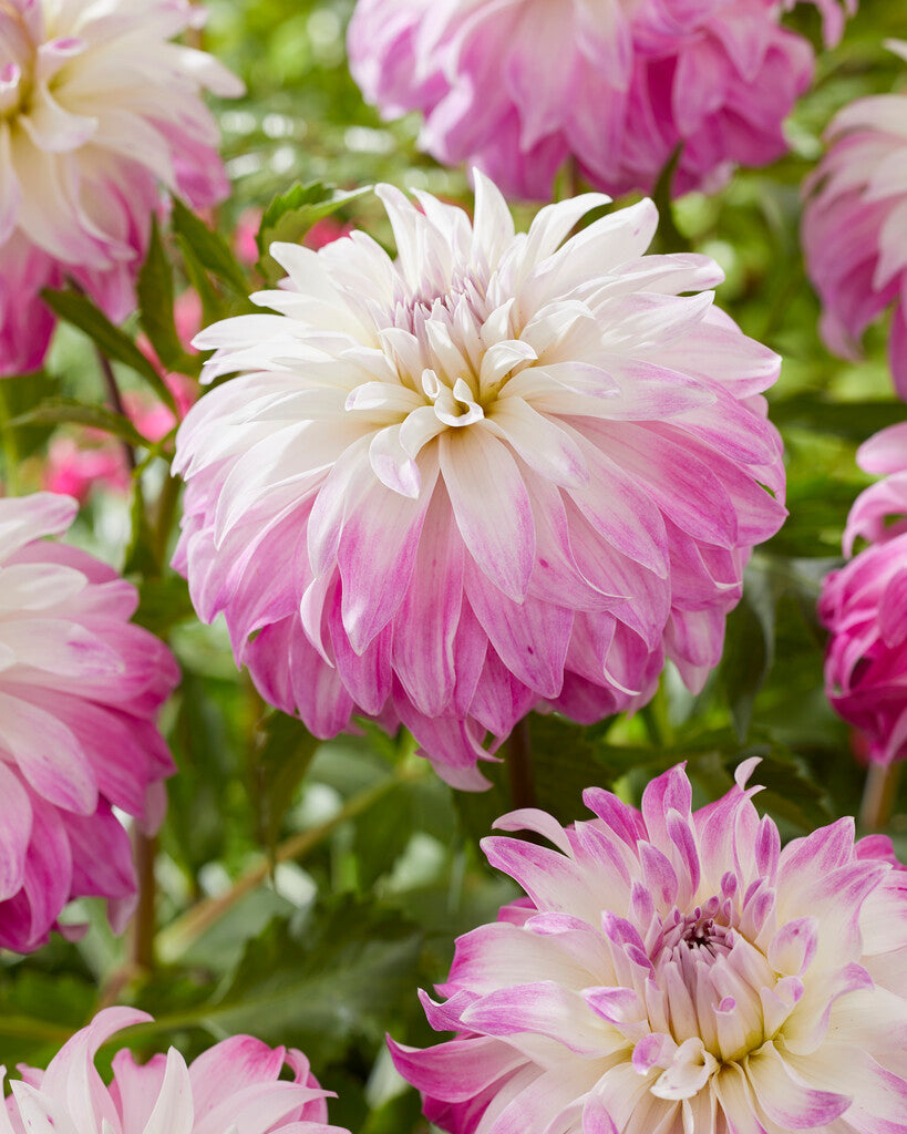 Dahlia Dekorativ Pink Petticoat 1-pack