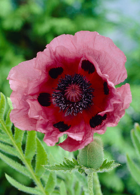 Poppy-Papaver 'Patty's Plum' 1-pakning