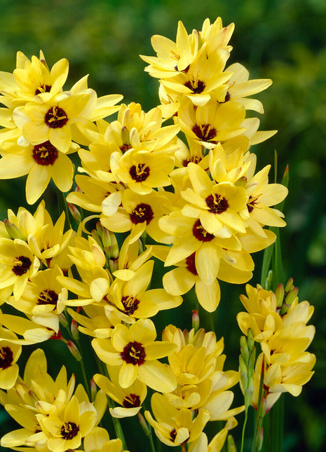 Ixia Yellow 15-pakning