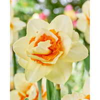 Narcissus Romantic Paradise (NEW) 5-pakning