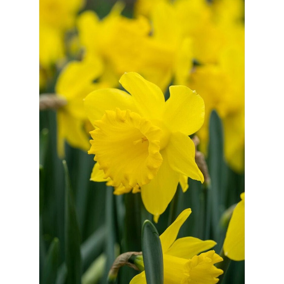 Narcissus Dutch Master 5-pakning