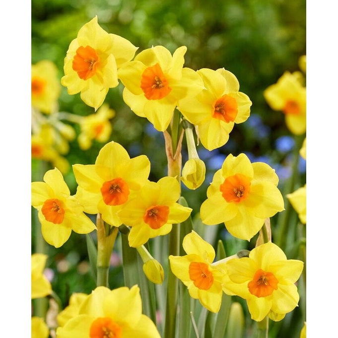 Narcissus Martinette 7-pakning