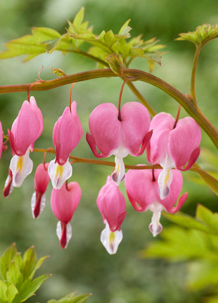 Løytnant's Heart-Dicentra Spectabilis 1-pakning