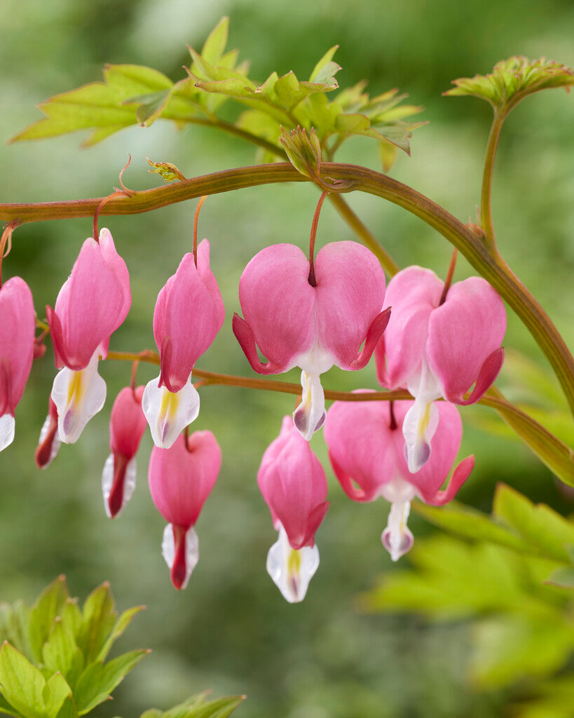 Løytnant's Heart-Dicentra Spectabilis 1-pakning