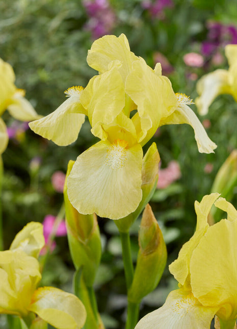 Tysk iris-Iris Germanica Blessed Again 1-pakning