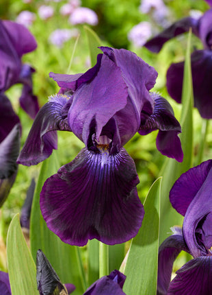 Tysk iris-Iris Germanica Sobel 1-pakning