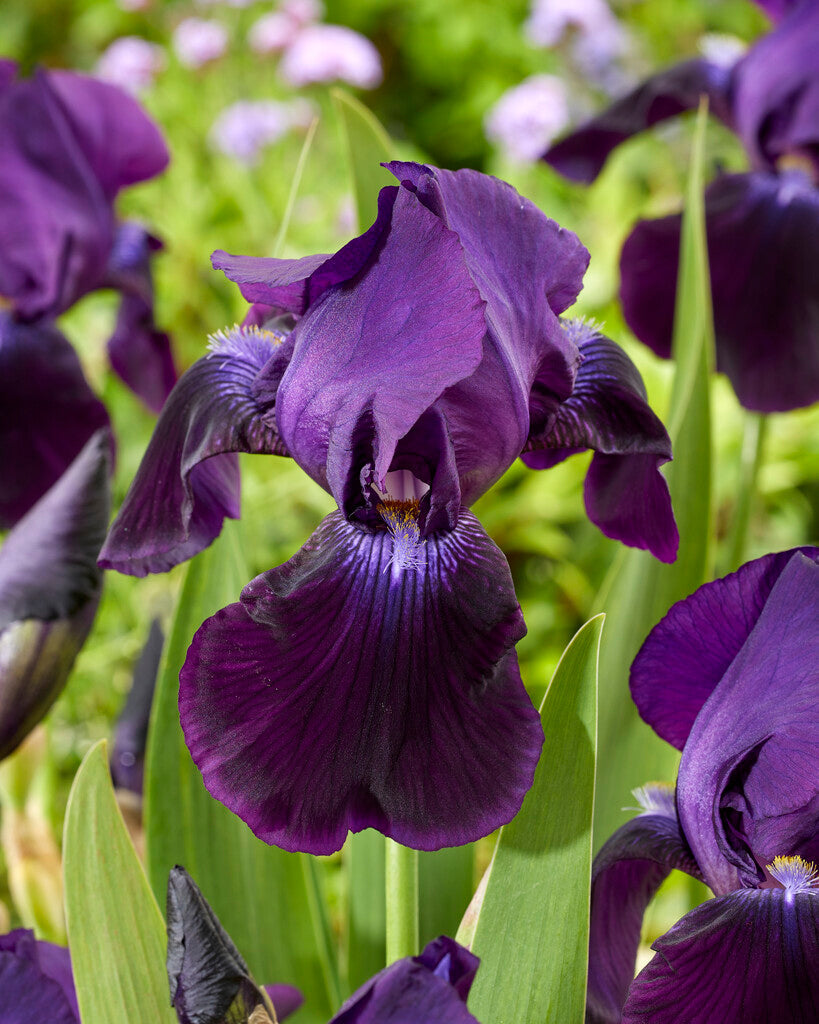 Tysk iris-Iris Germanica Sobel 1-pakning