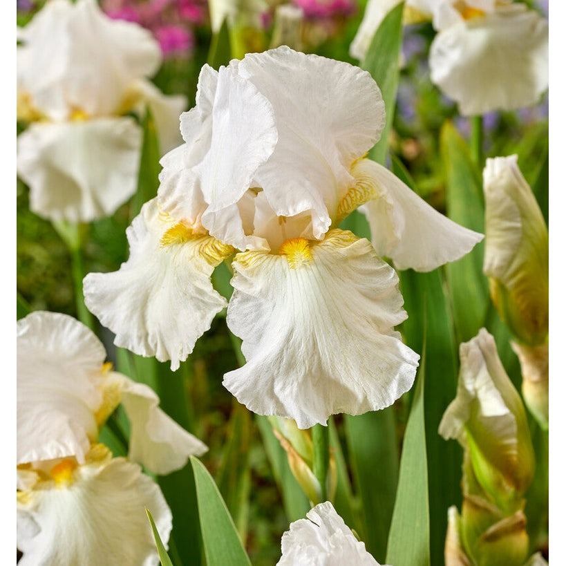 Tyskiris-Iris Germanica Glowing Seraphin 1-pakke