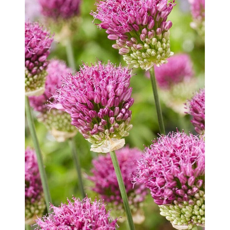 Allium 'Sphaerocephalon' 20-pakning