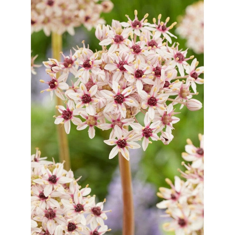 Allium 'Silverspring' 1-pakning