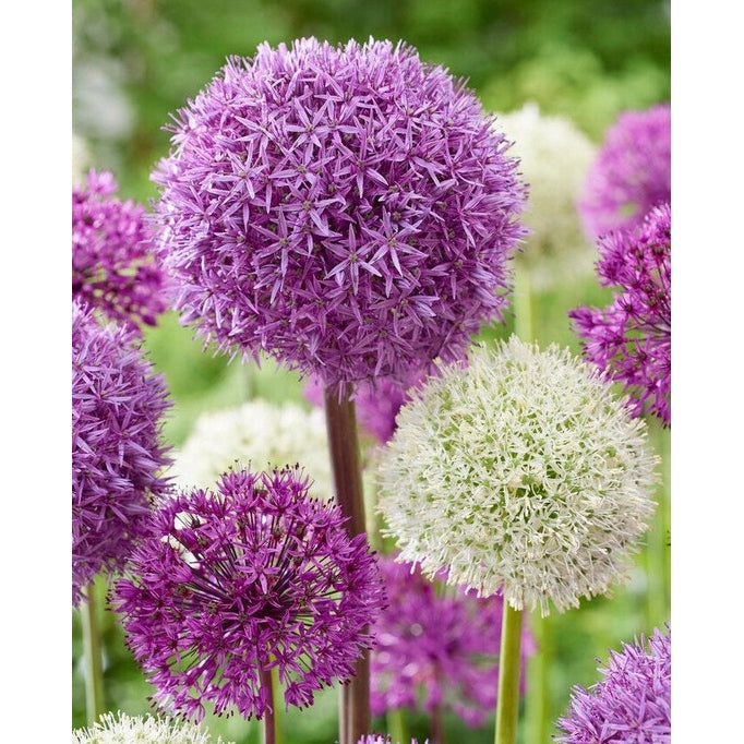 Allium Mixed 5-pakning