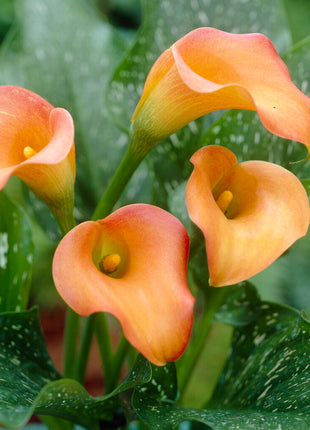 Zantedeschia Esmeralda 1-pakning