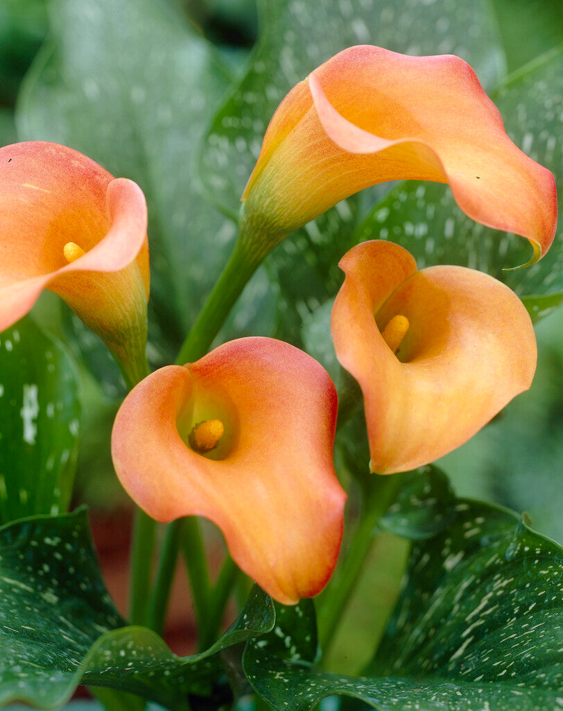 Zantedeschia Esmeralda 1-pakning